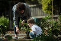 Veggie garden - Little boy child helping grandma in the vegetable garden