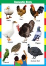 Domestic Birds chart