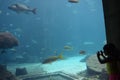 Kids Watch Fishes in Large Aquarium