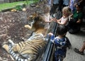 Kids watching and taking photo of a Sumatran tiger