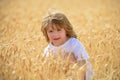 Kids on wheat field. Cute little kid boy, walking happily through wheat field. Active outdoors leisure with children