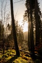 Kielder England: January 2022: Aftermath of Storm Arwen. Many pine trees Sitka spruce have been uprooted in Kielder Forest Royalty Free Stock Photo