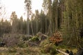 Kielder England: January 2022: Aftermath of Storm Arwen. Many pine trees Sitka spruce have been uprooted in Kielder Forrest Royalty Free Stock Photo