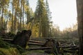 Kielder England: January 2022: Aftermath of Storm Arwen. Many pine trees Sitka spruce have been uprooted in Kielder Forrest Royalty Free Stock Photo