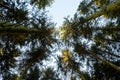 Kielder England: January 2022: Looking up at very Tall pine trees in warm winter sun Royalty Free Stock Photo