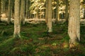 Kielder England: January 2022: Mossy roots of tall pine trees in Kielder Forest Royalty Free Stock Photo