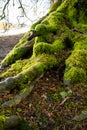 Kielder England: January 2022: Mossy roots of tall pine trees in Kielder Forest with warm winter sun Royalty Free Stock Photo