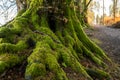 Kielder England: January 2022: Mossy roots of tall pine trees in Kielder Forest with warm winter sun Royalty Free Stock Photo