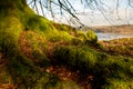 Kielder England: Mossy roots of tall pine trees in Kielder Forest with warm winter sun Royalty Free Stock Photo