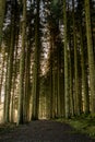 Kielder England: January 2022: A pathway through very Tall pine trees in warm winter sun Royalty Free Stock Photo