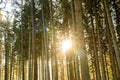 Kielder England: Tall tree trunks with golden winter sun peeping through