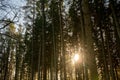 Kielder England: Tall tree trunks with golden winter sun peeping through