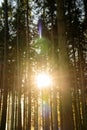 Kielder England: Tall tree trunks with golden winter sun peeping through