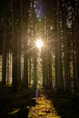 Kielder Forest: Tall tree trunks with golden winter sun peeping through Royalty Free Stock Photo
