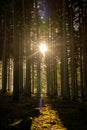 Kielder Forest: Tall tree trunks with golden winter sun peeping through