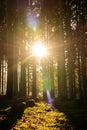 Kielder Forest: Tall tree trunks with golden winter sun peeping through