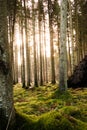 Kielder England: Tall tree trunks with winter sun peeping through with lush mossy roots