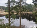 Kielder forest tree reflections in the reservoir Royalty Free Stock Photo