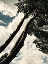 Curvy pine trees on the outskirts of Kyiv - UKRAINE - KYIV
