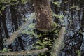 Kiev. Lakes in Kitaevo. Flooded trees Royalty Free Stock Photo