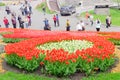 Kiev, Ukraine - April 23, 2016: Flower bed of red and white tulips on tulips exhibition