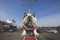 KIEV, UKRAINE - DECEMBER 19, 2019: a huge sculpture of an English bulldog. Monument in Kiev.