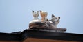 Sculpture of a cat with kittens on the roof Royalty Free Stock Photo