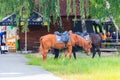 Two police horses grazing on a meadow in Pyrohiv Pirogovo village near Kiev, Ukraine