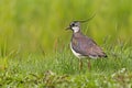 Kievit, Northern Lapwing, Vanellus vanellus