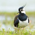 Kievit, Northern Lapwing, Vanellus vanellus