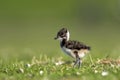 Kievit, Northern Lapwing, Vanellus vanellus