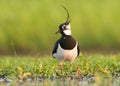 Kievit, Northern Lapwing, Vanellus vanellus Royalty Free Stock Photo