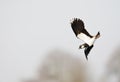 Kievit, Northern Lapwing, Vanellus vanellus Royalty Free Stock Photo