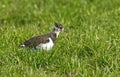 Kievit, Northern Lapwing; Vanellus vanellus Royalty Free Stock Photo