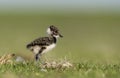 Kievit, Northern Lapwing, Vanellus vanellus