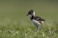 Kievit, Northern Lapwing, Vanellus vanellus