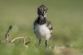 Kievit, Northern Lapwing, Vanellus vanellus