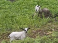 Kids Goat Grazing Medow Nature