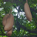 Kigelia africana fruit is useful for anti-fungal, anti-bacterial, skin ointments and beauty products