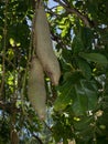 The Kigelia africana ` Sausage Tree ` or Bignoniaceae is only one species, which occurs throughout tropical Africa. Royalty Free Stock Photo