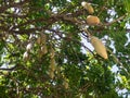 The Kigelia africana ` Sausage Tree ` or Bignoniaceae is only one species, which occurs throughout tropical Africa.