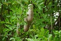 Kigelia africana (sausage tree, kigeli-keia, cucumber tree, Kunto Bimo, Pohon Sosis) fruit Royalty Free Stock Photo