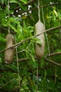 Kigelia africana (sausage tree, kigeli-keia, cucumber tree, Kunto Bimo, Pohon Sosis) fruit Royalty Free Stock Photo