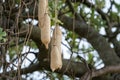 Kigelia, also known as a sausage tree. Very poisonous fruit grows and hangs from the branches Royalty Free Stock Photo