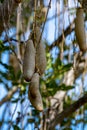Kigelia pinnata or african sausage tree with not edible hanging fruits