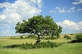 Kigelia pinnata tree Royalty Free Stock Photo