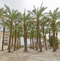 Kikar Safra Square with boulevard of palm trees in Jerusalem