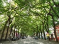 Kikinda, Serbia - September 19, 2020: General Drapsin street in Kikinda, Serbia. Beautiful street with green bent trees.