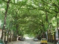 Kikinda, Serbia - September 19, 2020: General Drapsin street in Kikinda, Serbia. Beautiful street with green bent trees.