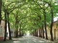 Kikinda, Serbia - September 19, 2020: General Drapsin street in Kikinda, Serbia. Beautiful street with green bent trees.